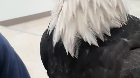 Why are they called "Bald" Eagles?