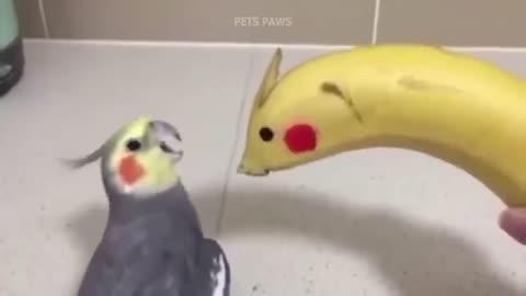 Smart and funny parrots videos compilation