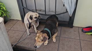 My Uncle's Two Other Dogs Cindy and Jack