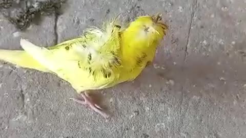 perrot dead