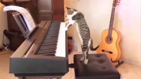 A cat playing piano (funny video)