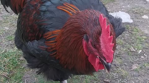 Szafirek cute Rooster 🐓