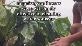 Plant Sunflowers