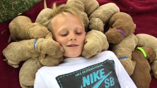 Boy Is Swarmed By A Litter Of Cuddling Puppies
