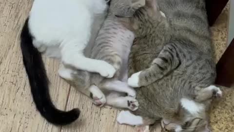 cat , a happy family