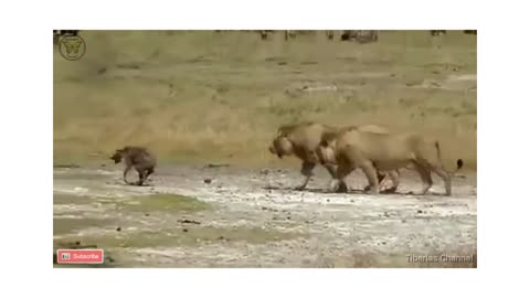 Angry Lions Playing with Their Food