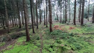 walking through a woods. GoPro on a insta selfie stick. Pretend drone shot.