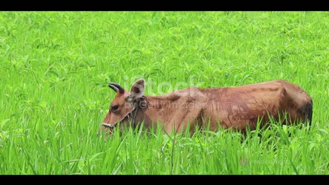 The Zebu Cattle_ India's 5000-Year-Old L 2023-09-09.mp4