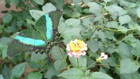 beautiful butterfly on the flower