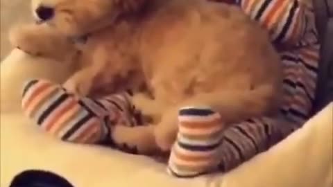 This dog and baby are best friends