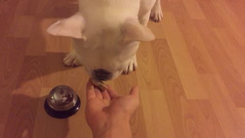 French Bulldog learns how to ring bell for treats