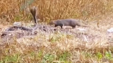 King cobra Vs Mongoose Part 2 #wildanimals #kingcobra #mongoose #animals