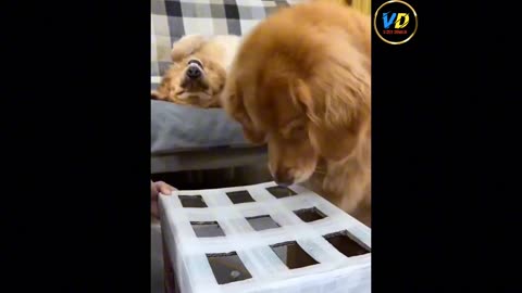 Dogs 🐕 and cat 😺 funny videos 😂 part 4