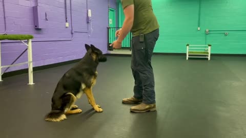 Born Free Dog Training | Service Dog Training