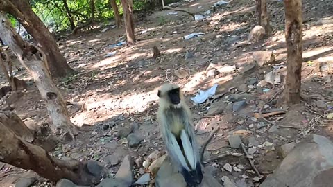 Monkey funny Video