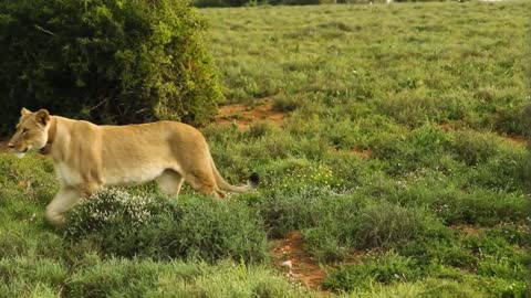 wildlife lion