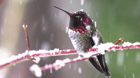 Male Annas hummingbird during a snowstorm