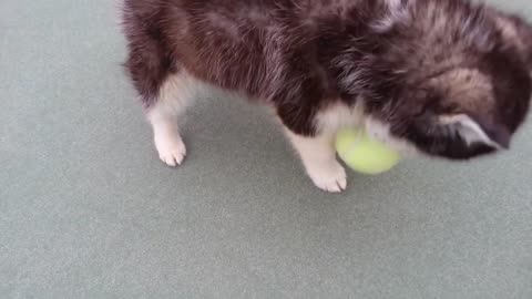 Husky Einstein puppy discovers a tennis ball