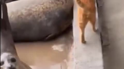 Funny animals - Funny cats / dogs - Funny animal videos