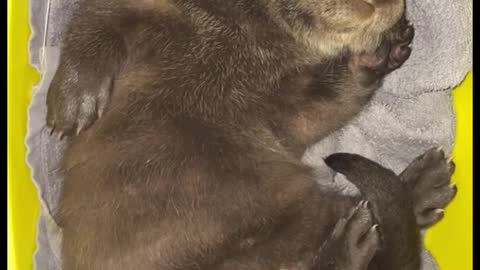 Rehabilitating Otis, the Baby Otter