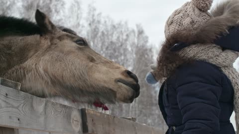 A Girl Touching The Nose Of The Domesticated Horses