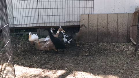 Duck morning wing stretches