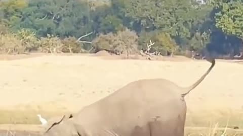 Amazing Action of an Elephant