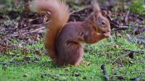 Watch in awe as the red squirrel busily stocks up for the season,