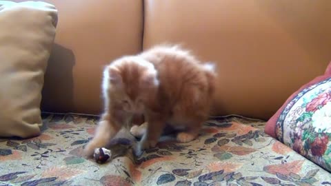 little kitten play mouse