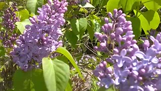 Lilacs