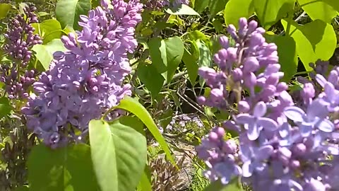 Lilacs