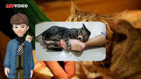 Tanda Tanda Kucing KesayanganKu | Kucing Menyukai Kita