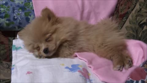 CUTE Fluffy Pomeranian dogs and puppys - Compilation