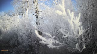 frosty trees 🥶