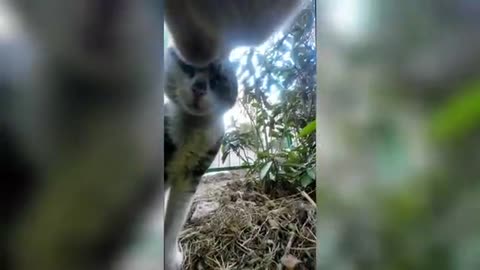 Cat with GoPro fights and asserts dominance - Compilation Douyin