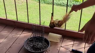 Freeing a Squirrel From a Bird Feeder