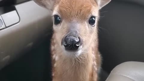 Fawn Bleats After Being Rescued ViralHog