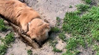 The Life Of A Muddy Golden