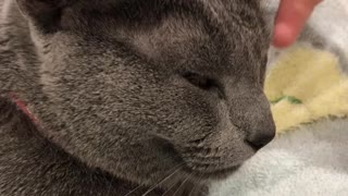 Russian blue cat smiling face