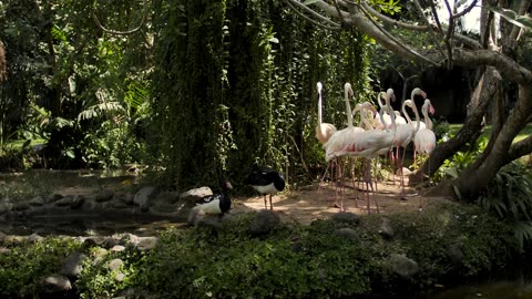 Group of flamingos on the shore of a lake