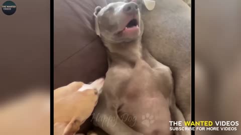 Best funny videos 🐕🐕🐕