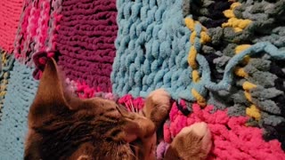 Kitten Helps With The Knittin'