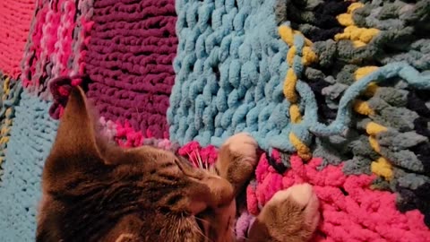 Kitten Helps With The Knittin'