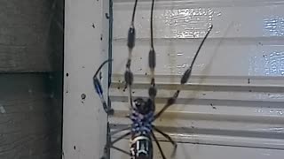 Banana Spider Hanging Around in Web