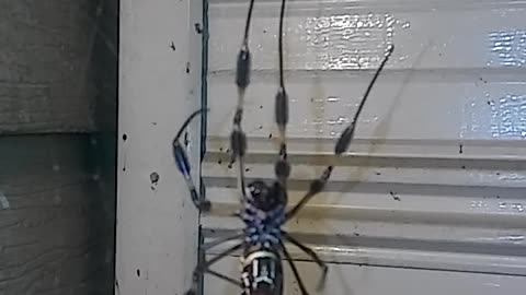 Banana Spider Hanging Around in Web