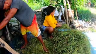RICE HARVEST IN THE PHILIPPINES