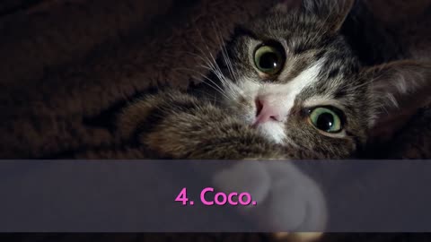 Cutest cat names