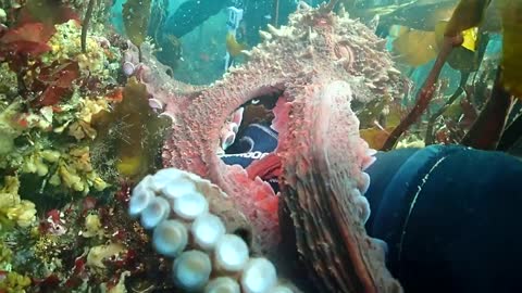 Friendly Giant Pacific Octopus in Neah Bay