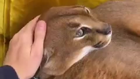 Caracal Pumba Hissing and massage : Floppa