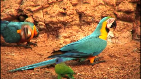 Most Beautiful Macaws on Planet Earth